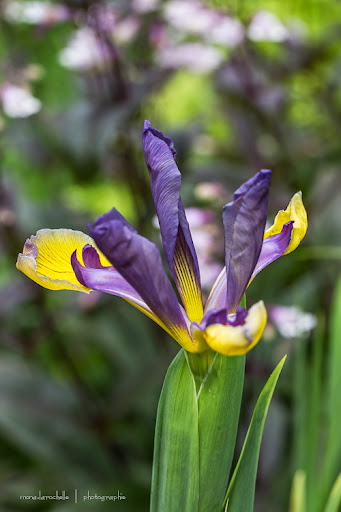 Iris spuria Coolangata Iris-spuria-coolangata-130708-107rm