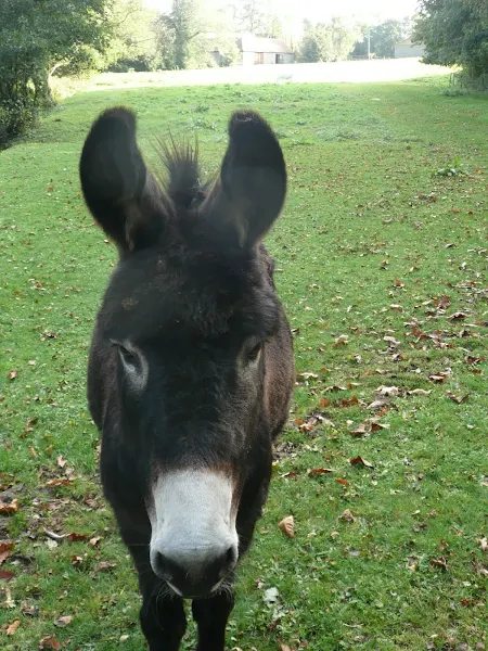 Donkey face