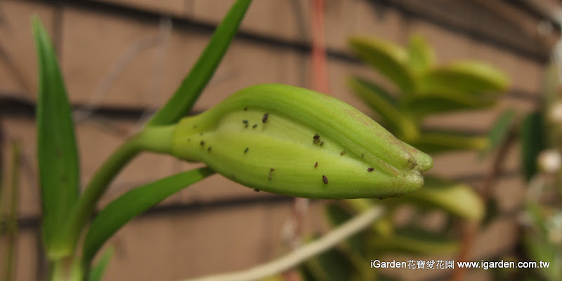 蚜蟲聚集在百合花苞上| iGarden花寶愛花園