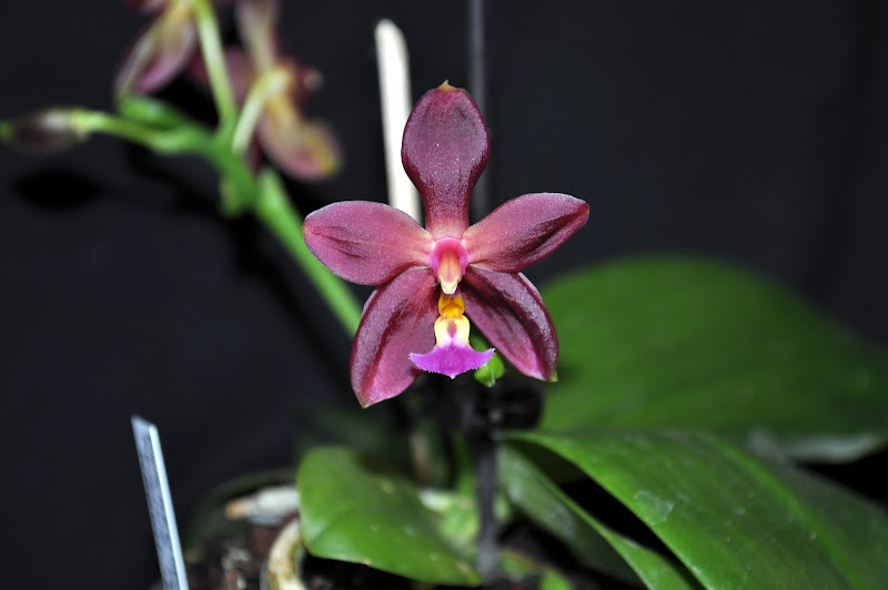 Phalaenopsis bellina "Pokan" x manni black DSC_0013