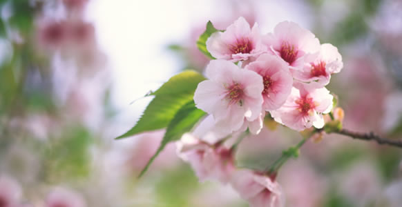 Gönülçelen 2 Spring_cherry_blossoms