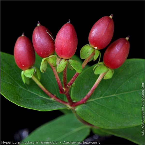 Hypericum inodorum 'Rheingold' young fruit - Dziurawiec bezwonny 'Rheingold' niedojrzałe owoce