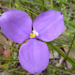 Patersonia Lily (Patersonia sericea) (350059)