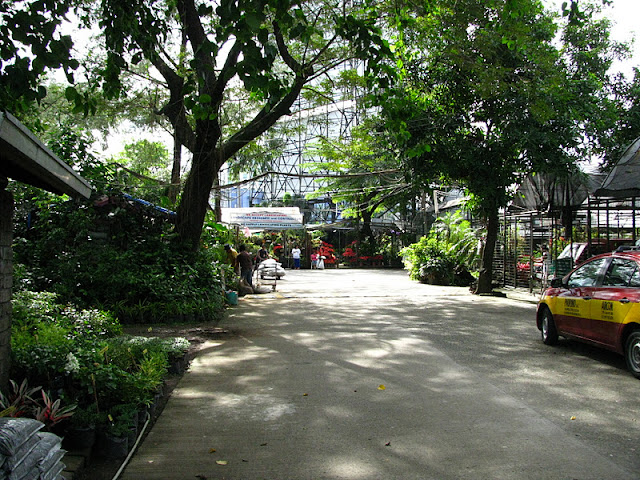 Посещение Manila seedling bank IMG_0025%252520%25252810%252529