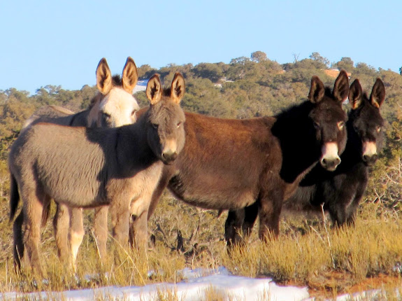 Wild burros