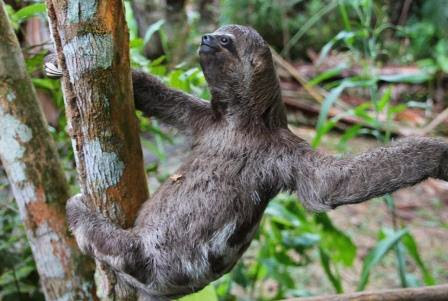 Think you know about Sloths? Think again! 