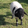 user social avatar