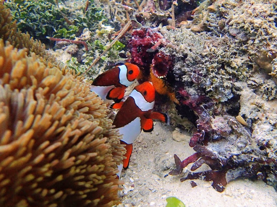 Amphiprion ocellaris (Ocellaris Clownfish) spawning, Miniloc Island Resort reef, Palawan, Philippines.