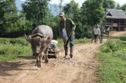 Cuộc sống yên bình, an lành thường nhật của con người nơi đây images%2B%281%29 Thơ mộng rừng thông Bản Áng