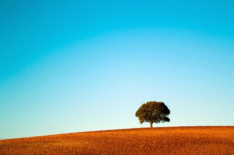 A lone tree in rural Portugal. Photographer Hillary Fox
