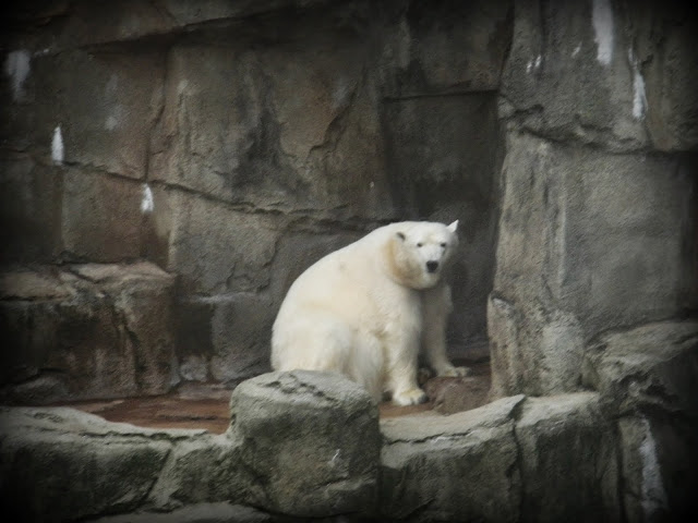 Anana the polar bear, Lincoln Park Zoo, Chicago