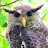 Apisit Wilaijit
