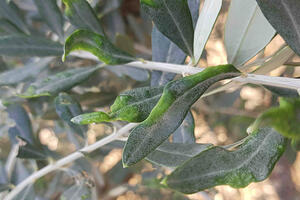 Olive tree mite (Aceria oleae)