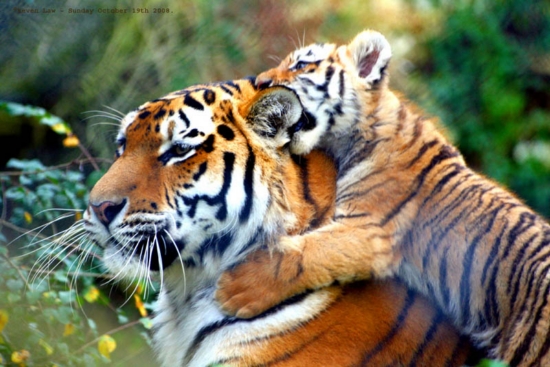 beautiful-tigers-08.jpg