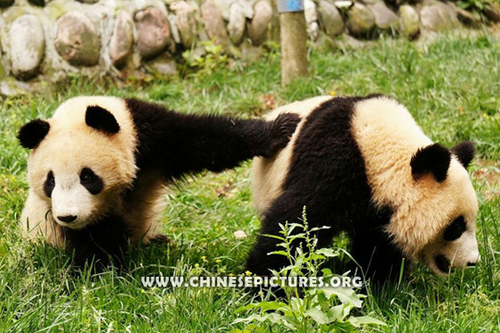 Chinese Panda Photo 6