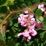 Robinia hispida Macrophylla