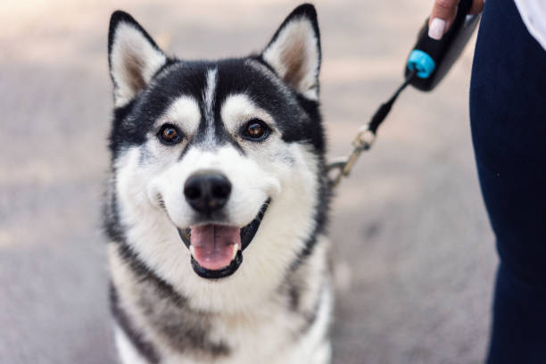 Top Benefits of Having a Well-behaved Husky