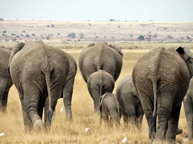 8 слоников. 8 Слонов. 8 Elephants.