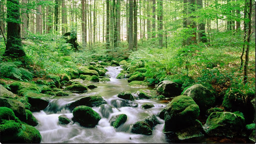 Bayerischer Wald National Park, Germany.jpg