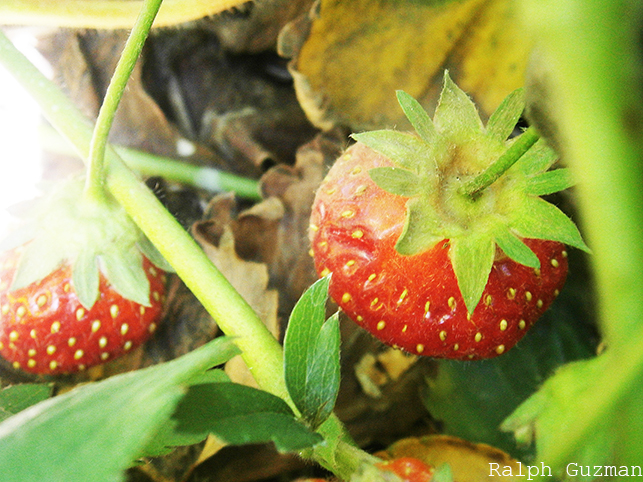 Krupp Farms - Strawberry Picking in Michigan - RatedRalph.com