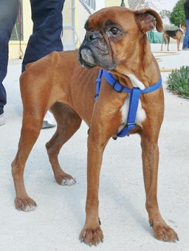 ADOPTADA!!! SOFI. Boxer leonada de 3 años, llego muy malita al alberge pero ahora esta muy recuperada y guapetona. Es positivo en leishmania. Asoka el Grande. Alicante (PE) Sofi