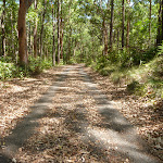 Trail through forest at Blackbutt Reserve (401419)