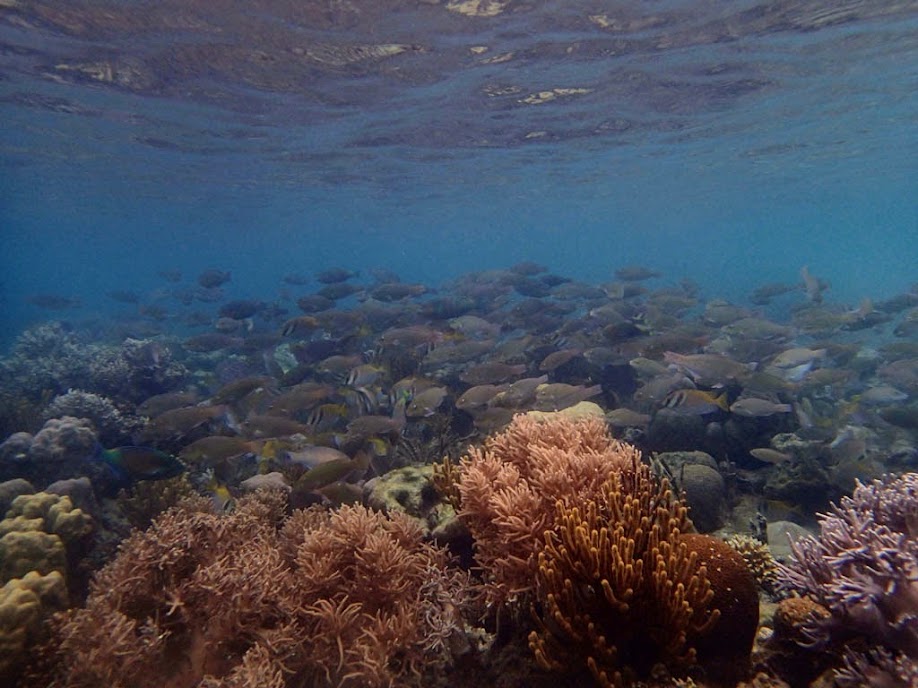 Lusong Island, Coral Garden Reef, Palawan, Philippines.