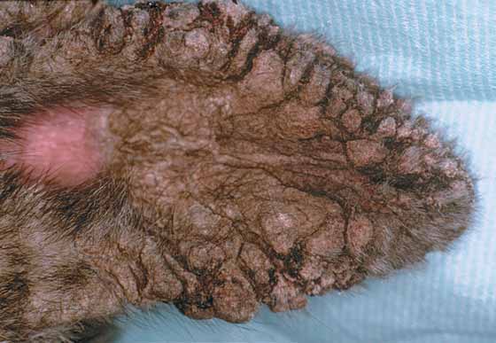 Costras severas en el pabellón de la oreja de una hembra Akita de 10 meses de edad, con sarna