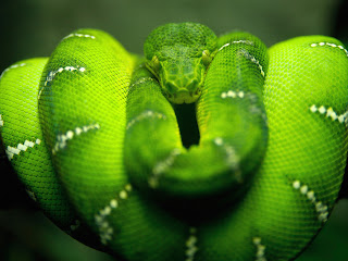 Foto met groene slang