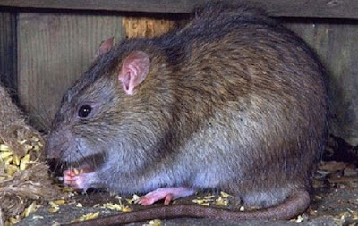 Đặc điểm của loài chuột cống