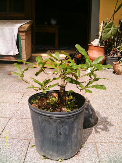 Carvalho Japonês-Quercus Acutíssima-Kunugui... IMAG0003