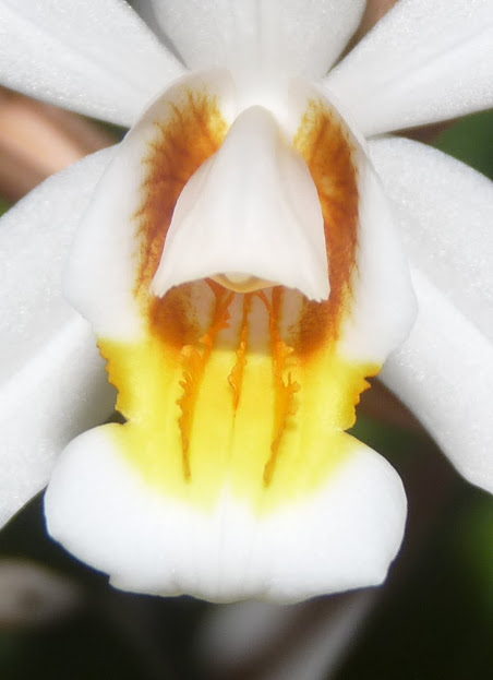 Coelogyne mooreana x cristata P1360887