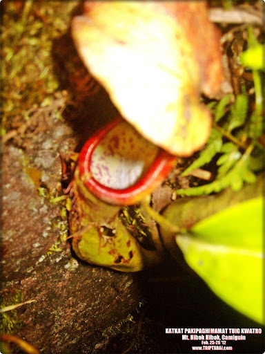 pitcher plant mt hibokhibok