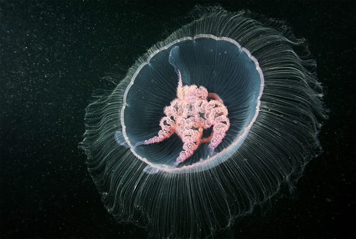 من أعماق المحيط : مخلوقات مذهلة Glowing+Underwater+Creatures_semenov_04