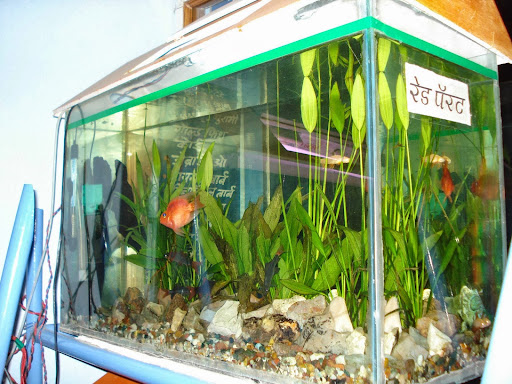 Heera Moti Fish Aquarium, 1st Floor ,Mahavir Chowk , Gurukrupa Market, Above Latur Urban Co Op Bank, Nanded, Maharashtra 431601, India, Tourist_Attraction, state MH