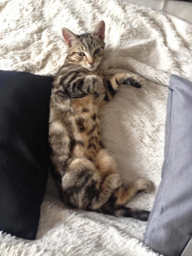 Aslan petit chaton adopt il y a 3 mois est devenu grand IMG_2606