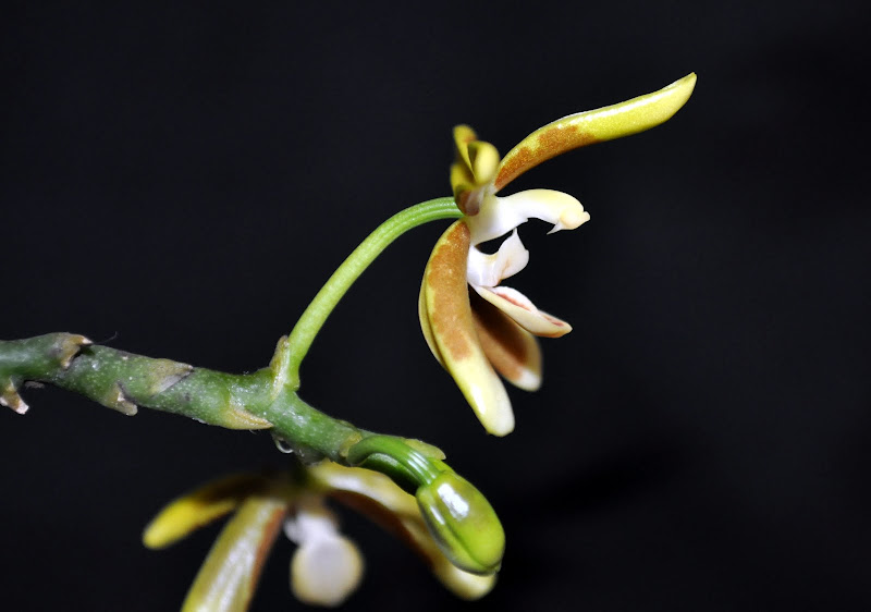 Phalaenopsis kunstleri DSC_0018
