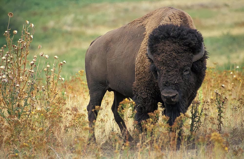 تعرف على أثقل الحيوانات في العالم (صور)  9-+American-bison