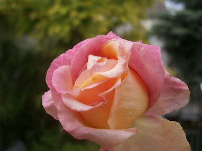 [Bild: P5300646.JPG]