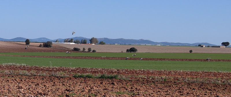 Ruta Ornitológica Invernal por la Campiña Sur de Extremadura, Animales-España (6)