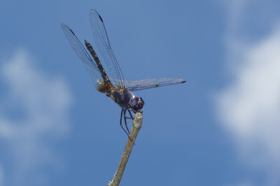慶褐蜻 Trithemis festiva