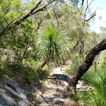 Grass trees on the steep easten valley of Berowra  Creek (354386)