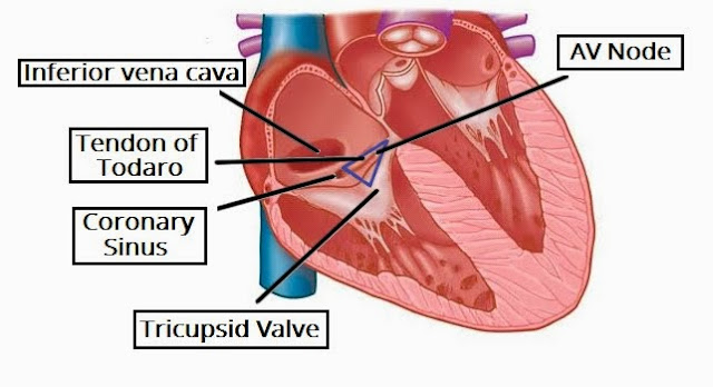 Conducting System of the Heart - Bundle of His - SA Node - TeachMeAnatomy