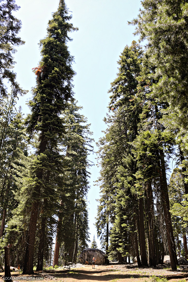 Sequoia National Park California.