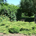 Juniperus media pfitzeriana aurea