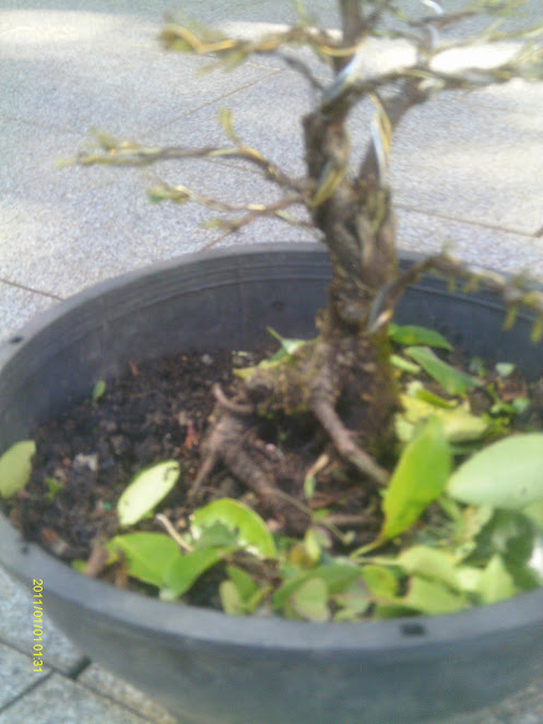 Ficus Retusa 23 cmts. ... IMAG0113