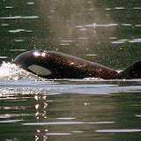 Orcas! aka Killer Whales - Juneau, AK