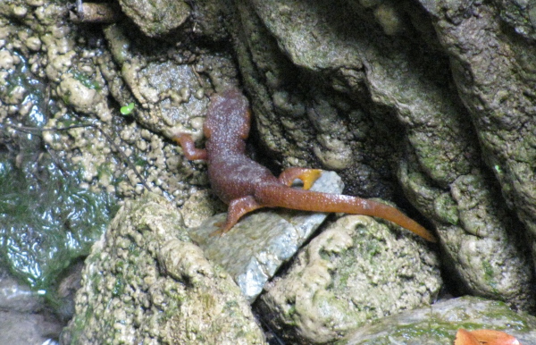 California newt, most likely