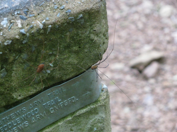 daddy longleg spiders on the trail post