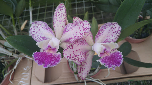 Orquidário Durigan